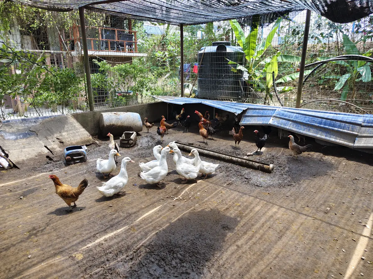 Itik dan ayam dalam reban berbumbung