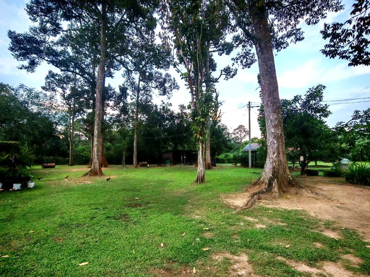 Sudut berteduh di laman di bawah pokok tinggi, dengan ayam berkeliaran
