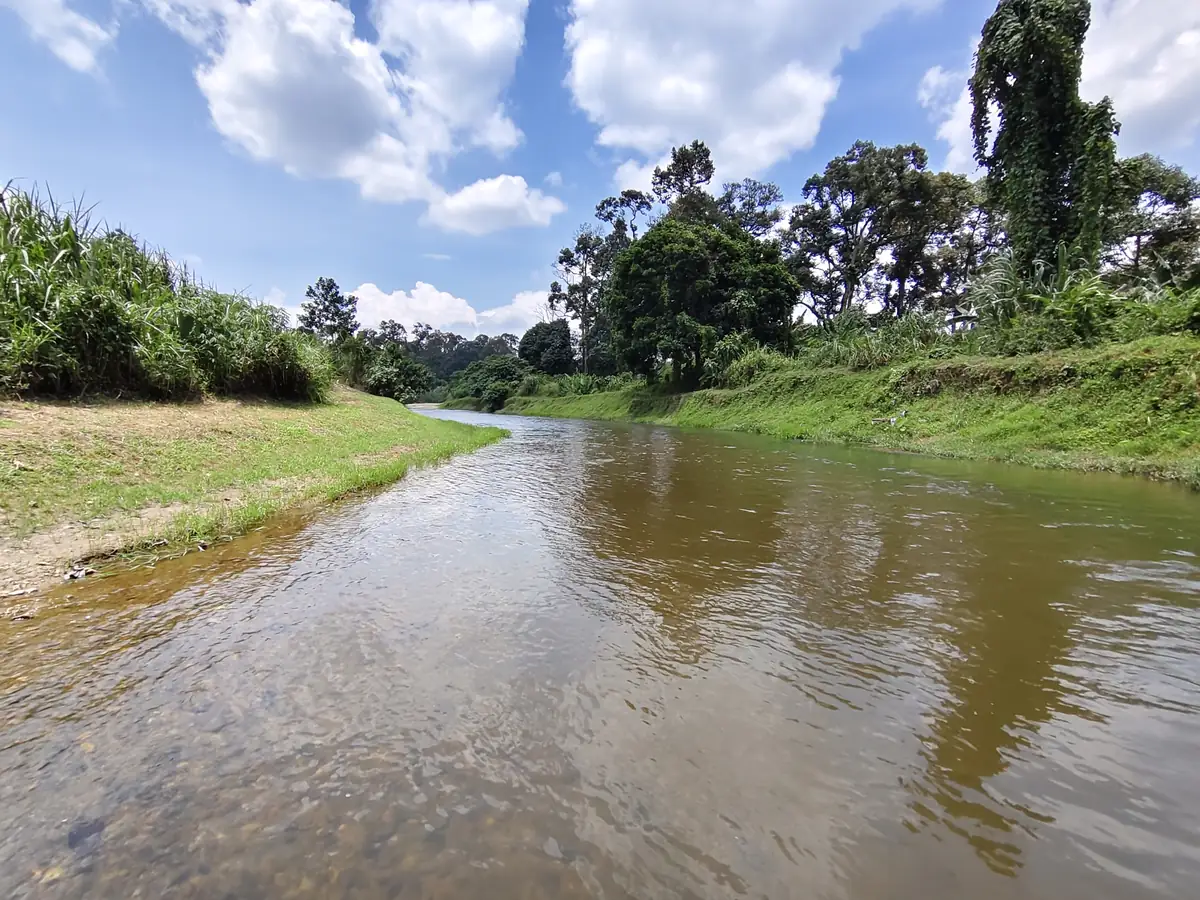 Selekoh sungai dengan hutan di tebing seberang